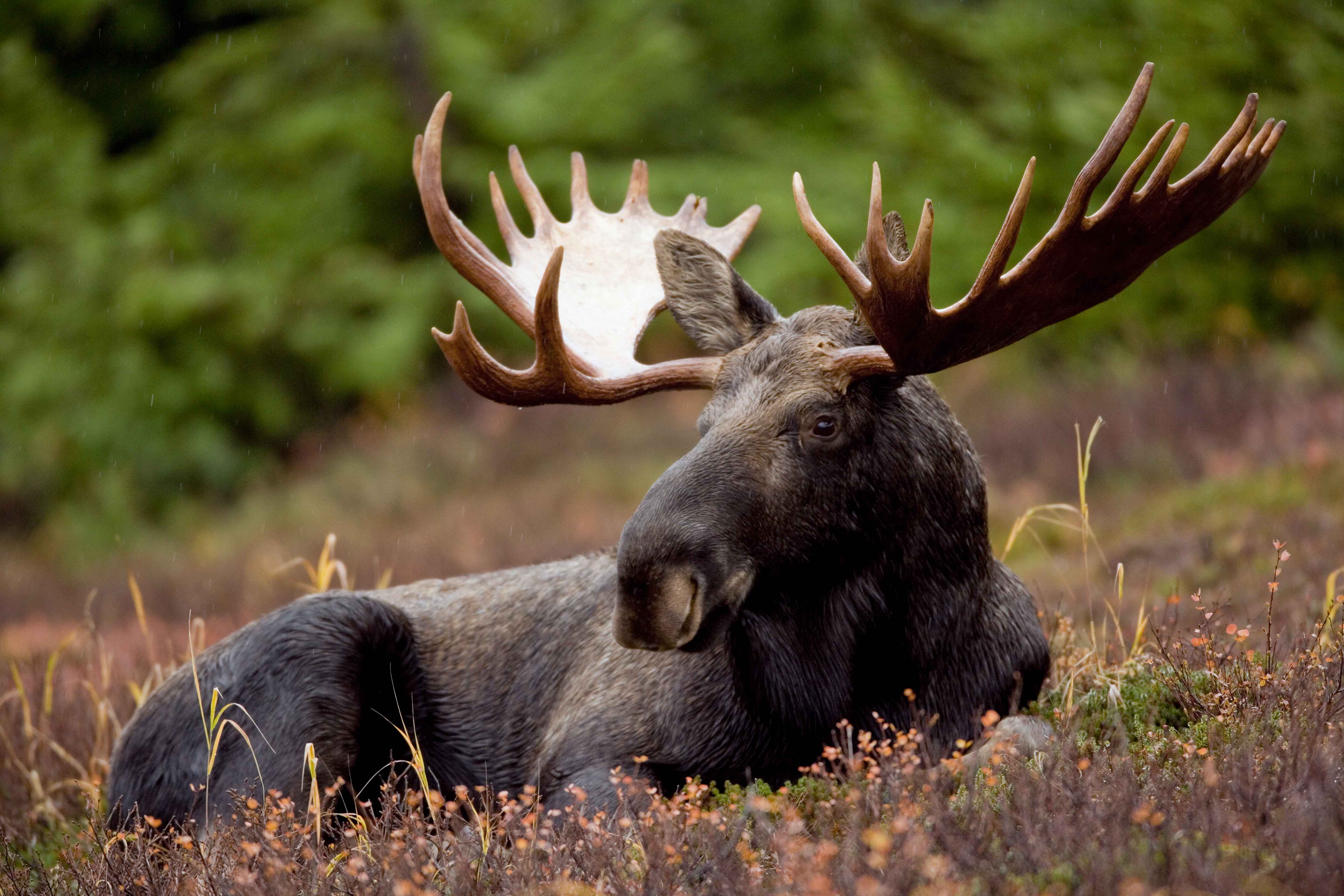 4992x3328 Free picture: bull, moose, animal, mammal