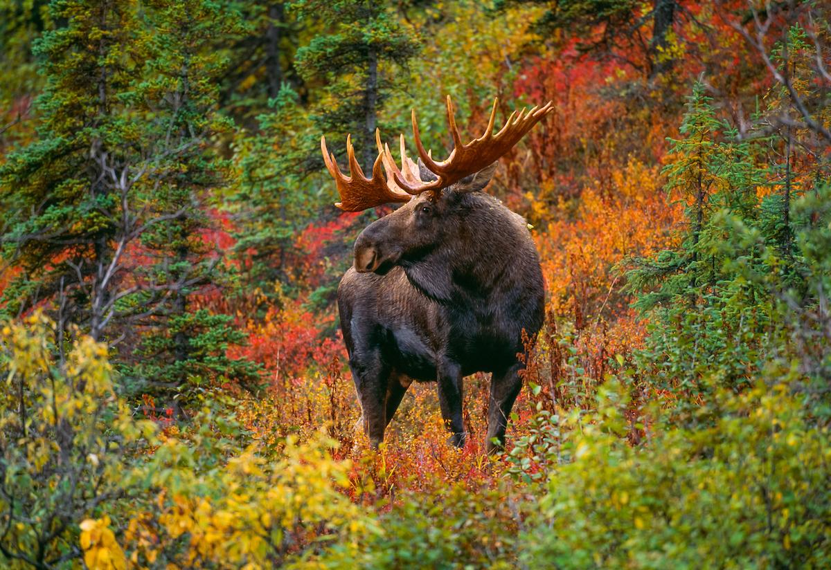 Bull Moose Wallpapers Top Free Bull Moose Backgrounds WallpaperAccess 8392983