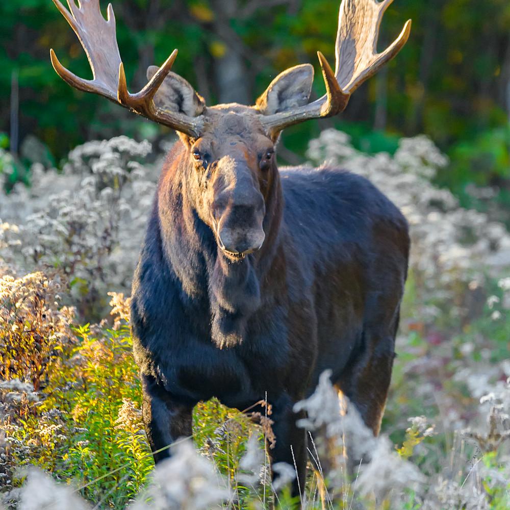 Bull Moose Wallpapers Top Free Bull Moose Backgrounds WallpaperAccess 8392987