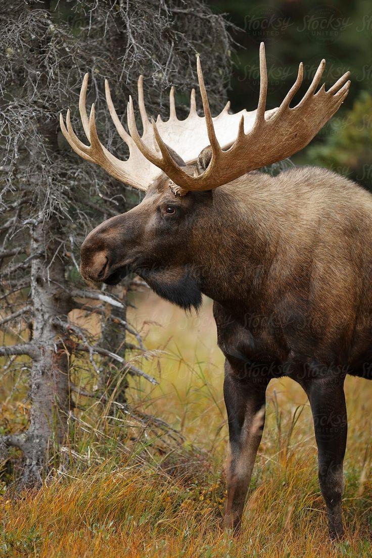 Bull Moose Wallpapers - Top Free Bull Moose Backgrounds - WallpaperAccess