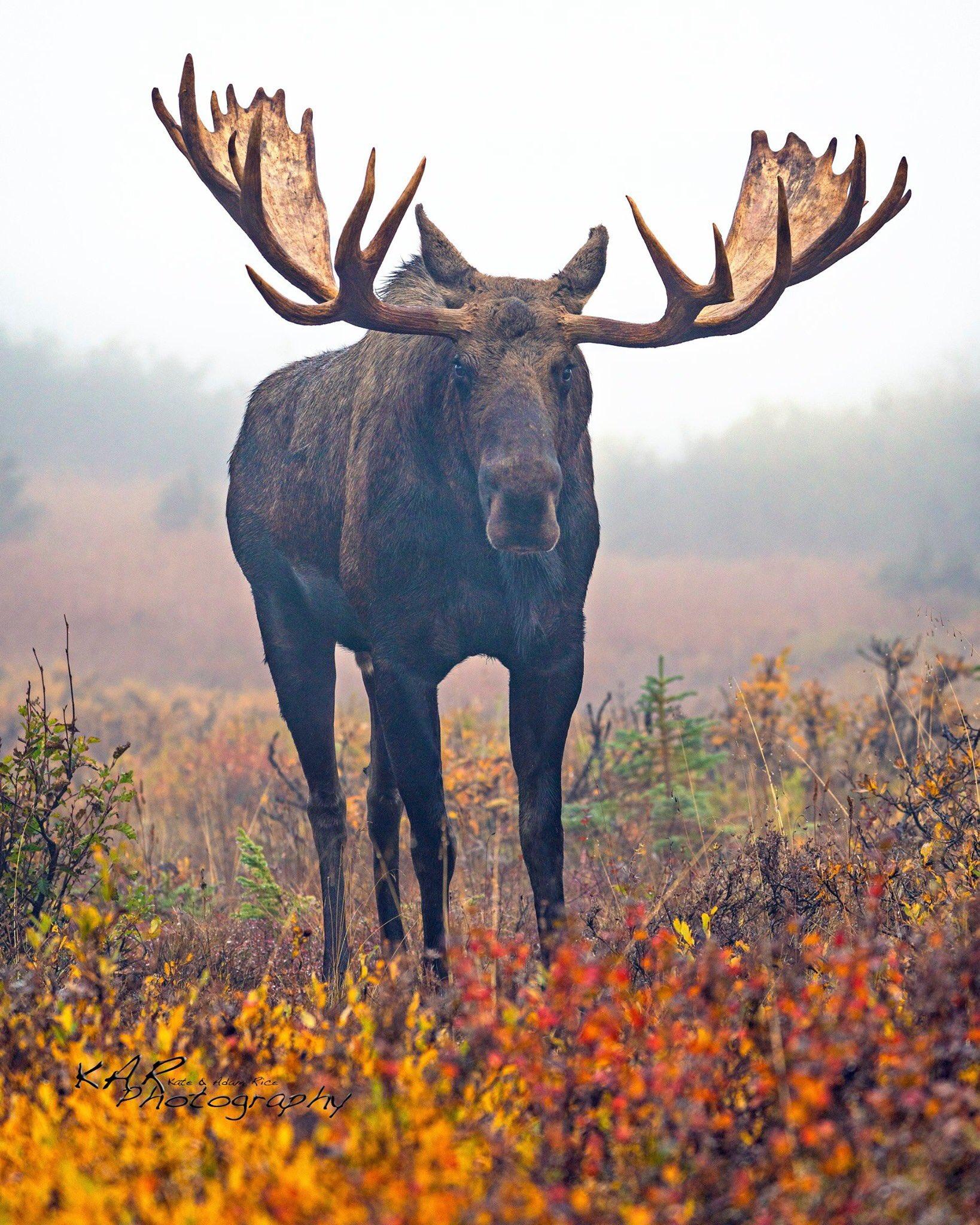 Bull Moose Wallpapers - Top Free Bull Moose Backgrounds - WallpaperAccess