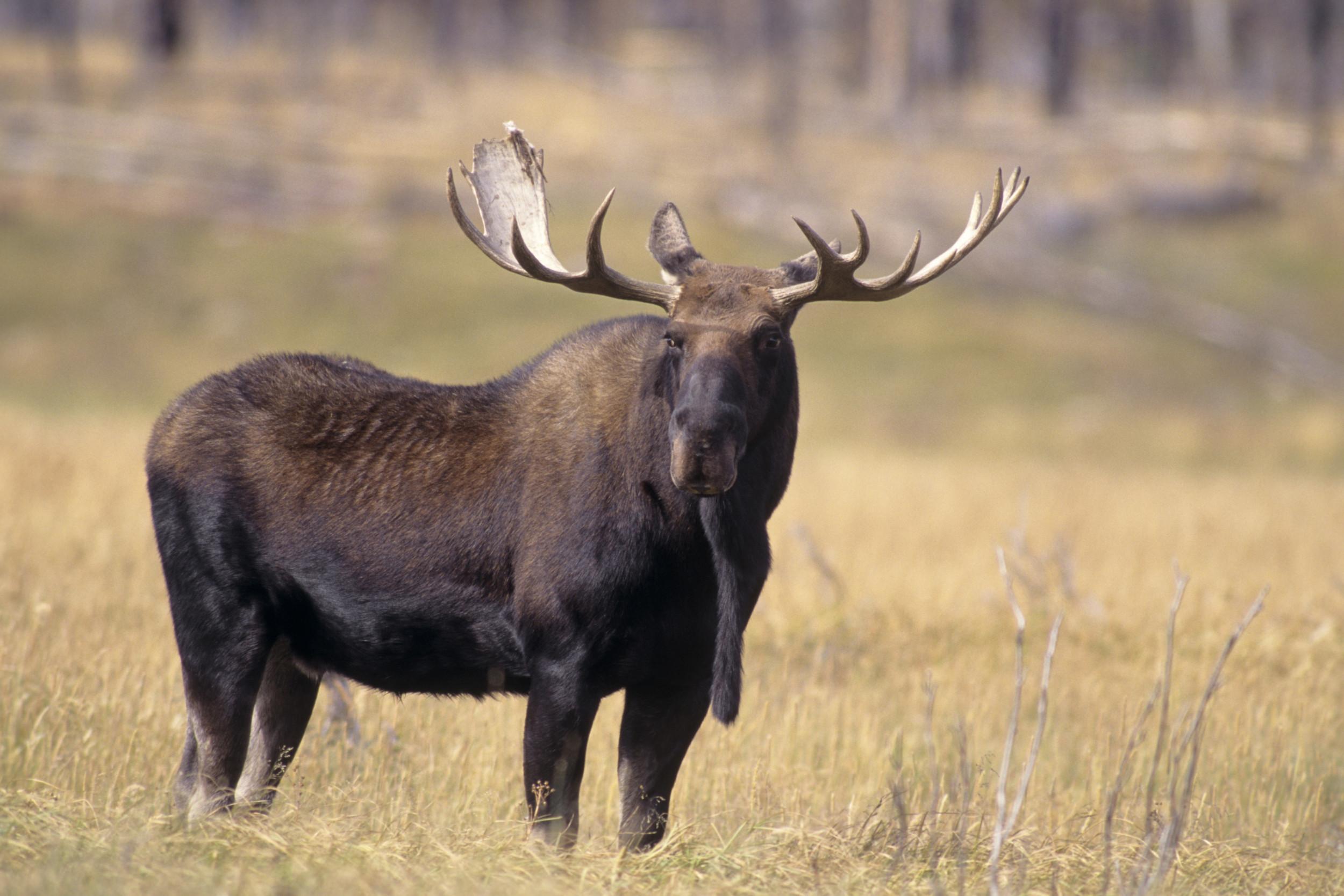 Bull Moose Wallpapers Top Free Bull Moose Backgrounds WallpaperAccess