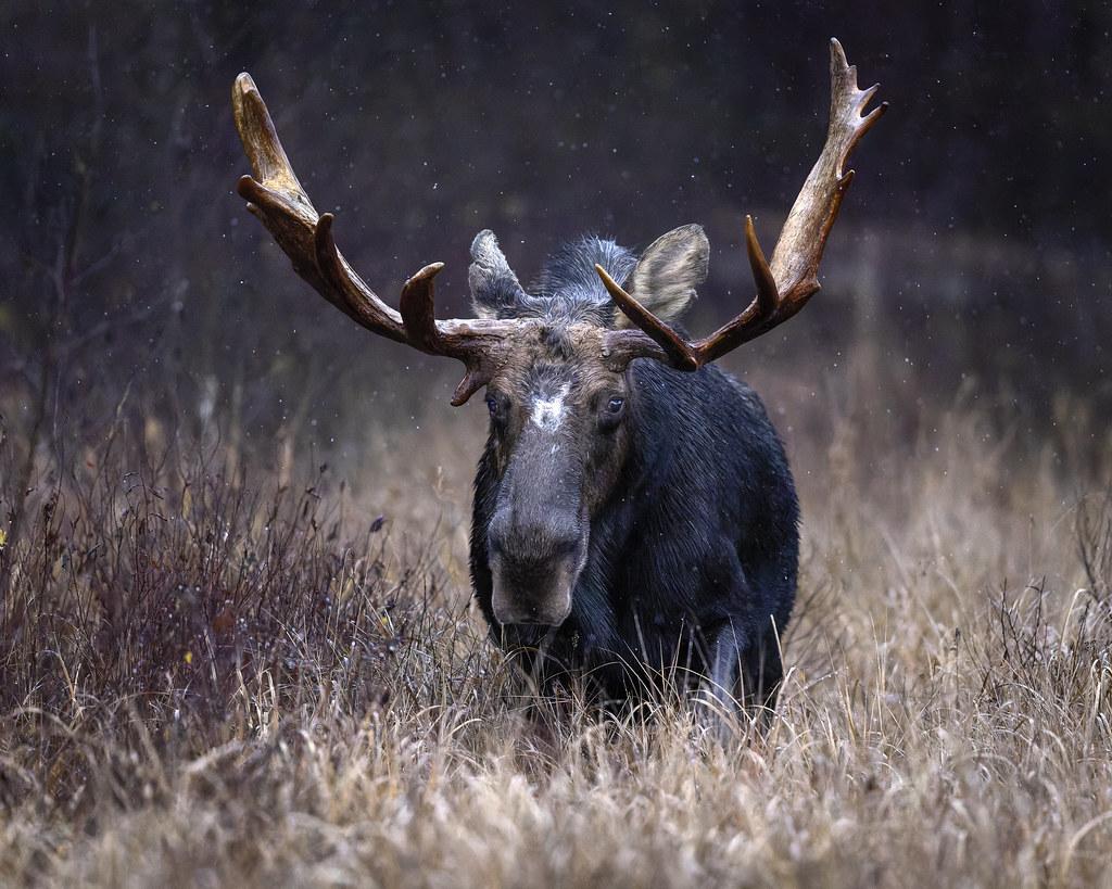 Bull Moose Wallpapers Top Free Bull Moose Backgrounds WallpaperAccess 8393018
