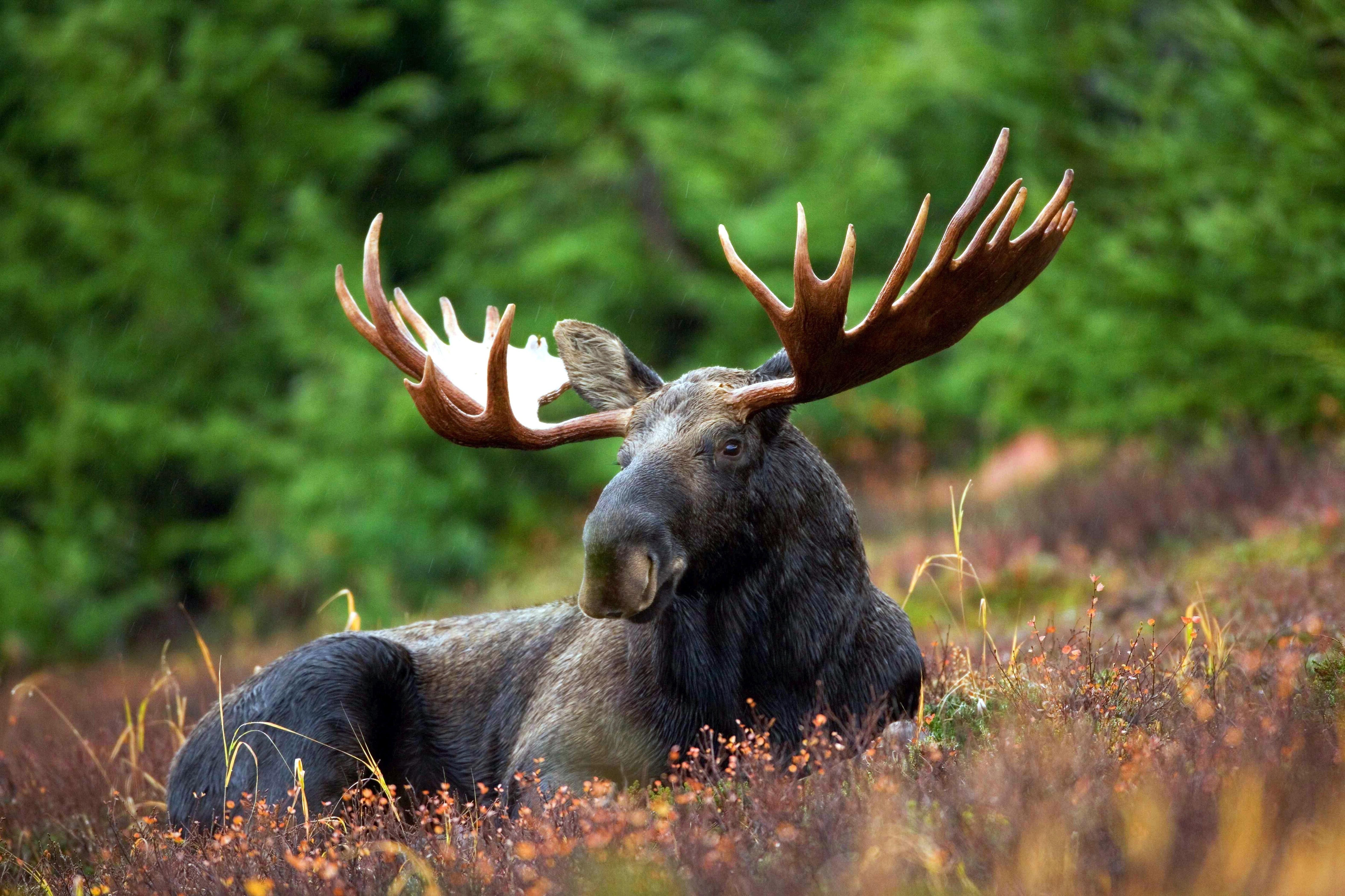 6300x4200 Moose Photo, Download Free Moose & HD Image