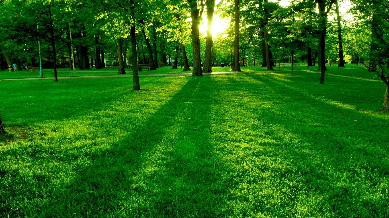 1366x768 Download HD Green Park Lawn Grass Trees Sun Wallpaper