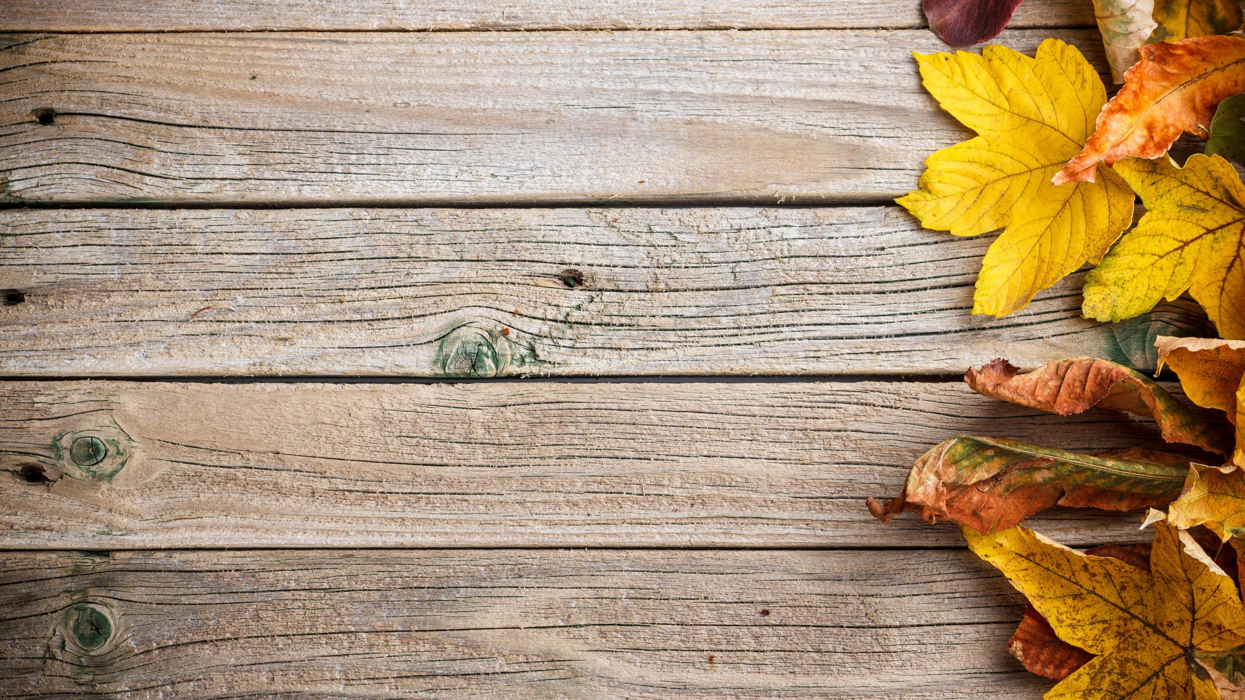 2560x1440 Download wallpaper background, tree, colorful, wood, texture, autumn, leaves, autumn leaves, section textures in resolution 2560x1440