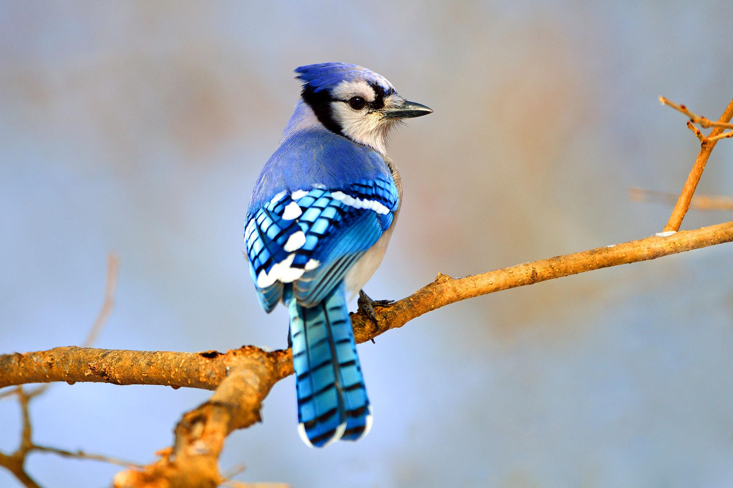2400x1600 Blue Jay. Audubon Field Guide