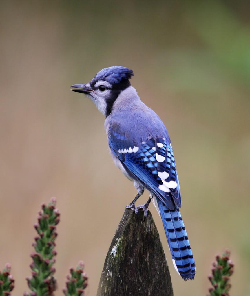 863x1024 Free download The Blue Jay Canadian Lovely Bird Basic Facts Information Beauty [863x1024] for your Desktop, Mobile & Tablet. Explore Blue Jay Bird Wallpaper. Blue Jays Wallpaper, Blue Jay Wallpaper HD