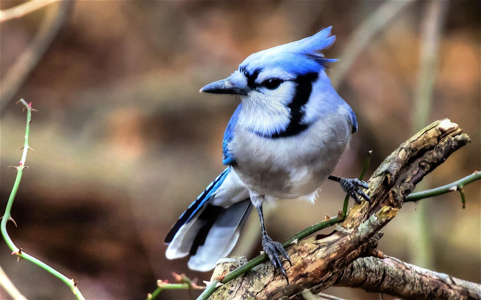 1920x1200 Blue Jay Wallpaper