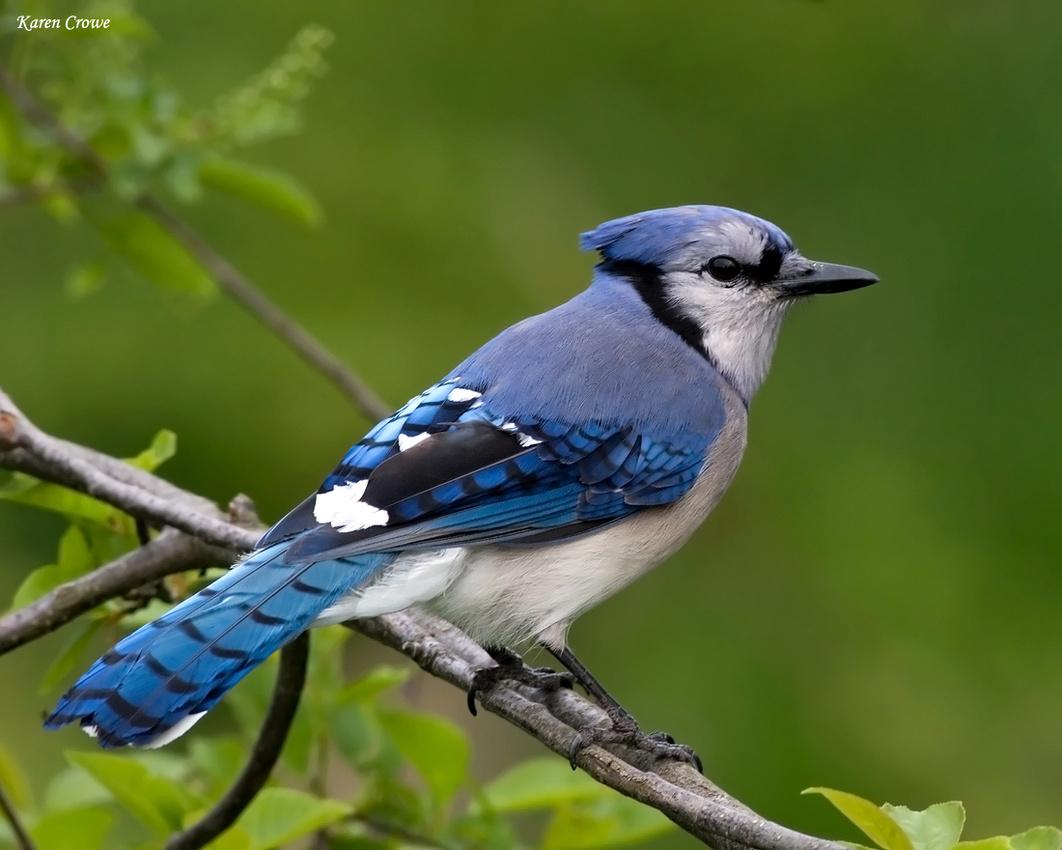 1062x850 blue bird wallpaper, bird, blue jay, vertebrate, beak, jay