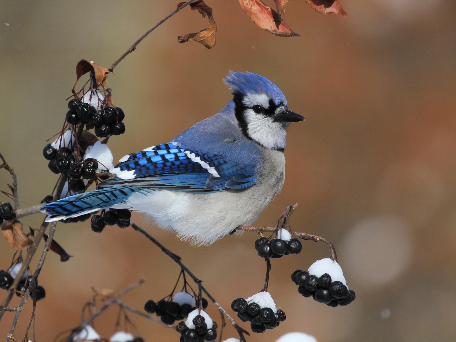 1800x1350 Blue Jay