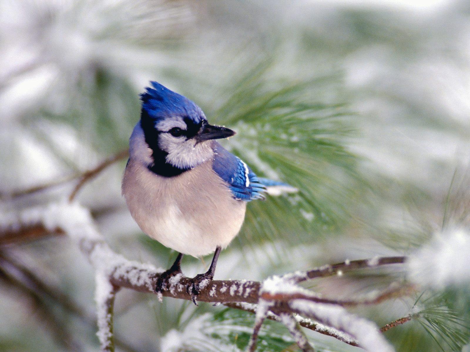 1600x1200 Download Wallpaper snow winter bird branch jay, 1600x Blue Jay (Cyanocitta cristata)