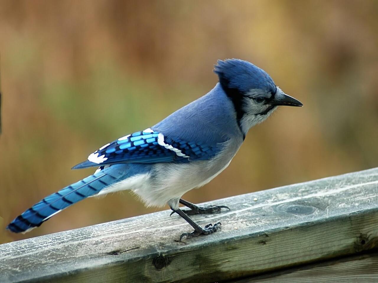 1280x960 Blue Jay Bird on Wooden Photo
