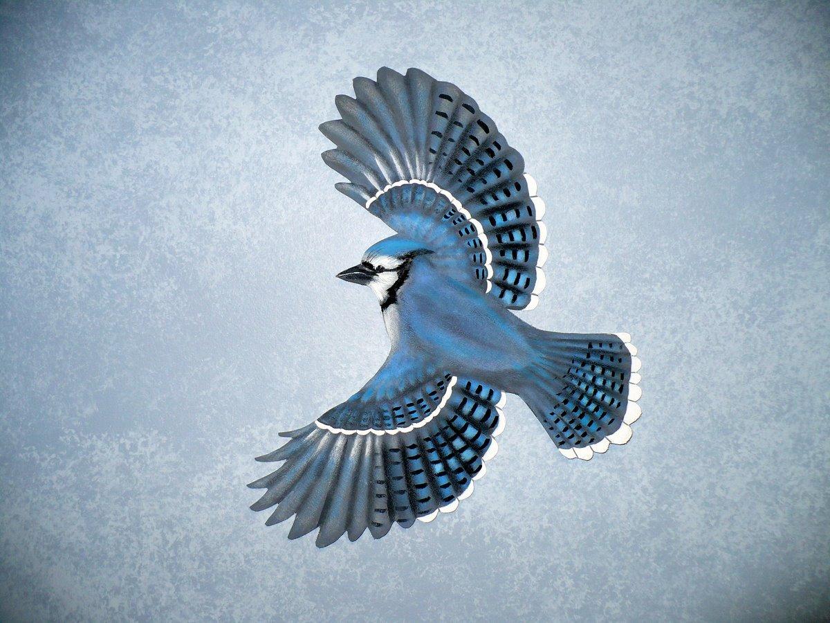 1200x900 Free download Free Cool Wallpaper blue jay wallpaper [1200x900] for your Desktop, Mobile & Tablet. Explore Blue Jay Wallpaper. Toronto Blue Jays Wallpaper Toronto Blue Jays Desktop Wallpaper