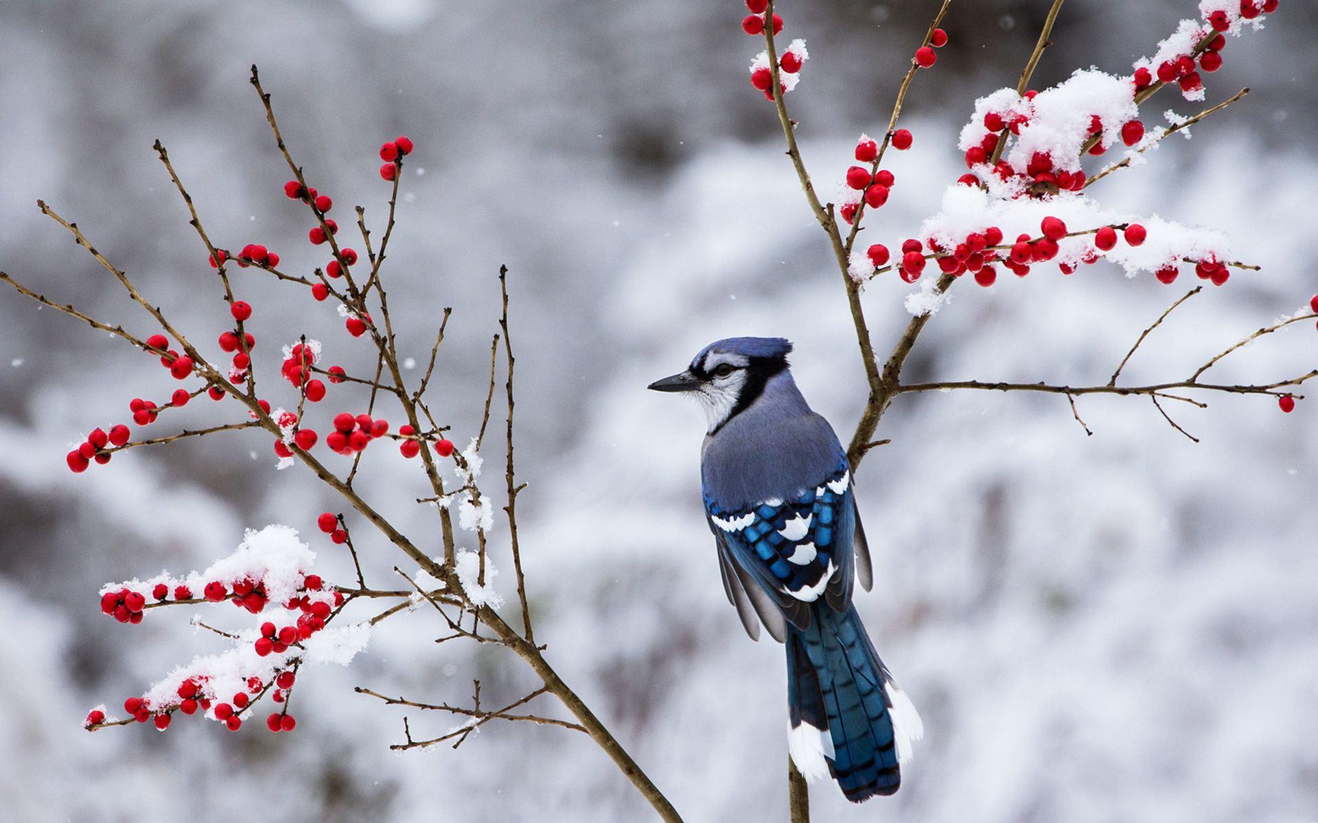 1920x1200 bird desktop wallpaper, bird, blue jay, beak, jay, twig