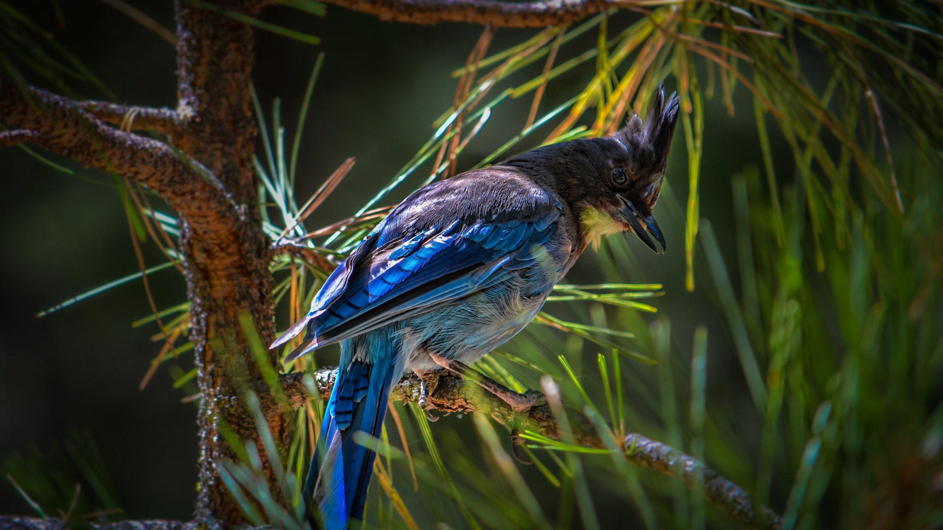 1920x1080 Bird Blue Jay Scientific Name Cyanocitta Cristata Bird In