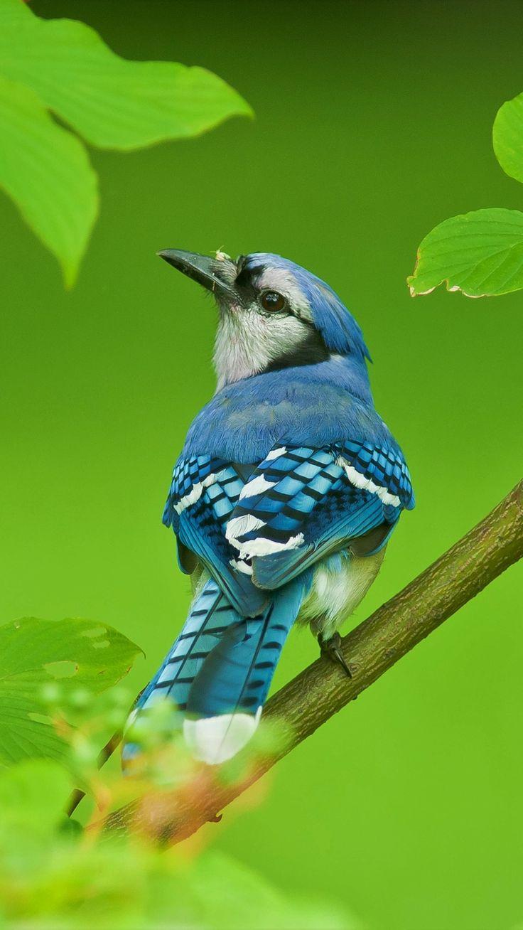 736x1308 Animal / Blue Jay (1080x1920) Mobile Wallpaper. Blue jay, Bird picture, Pet birds