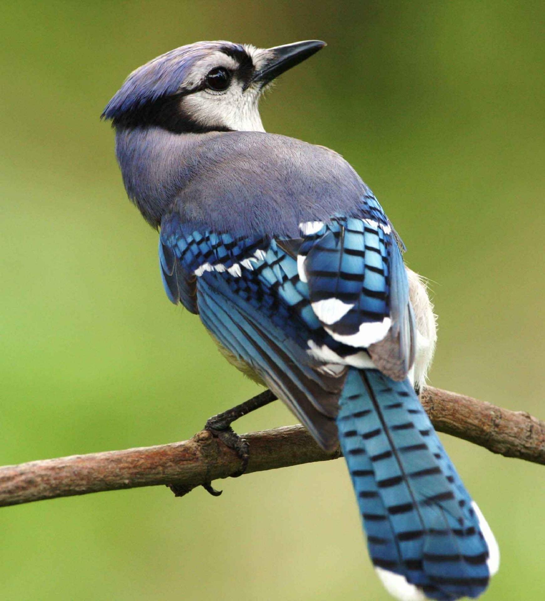 1739x1920 Download free photo of Blue jay, bird, perched, portrait, nature