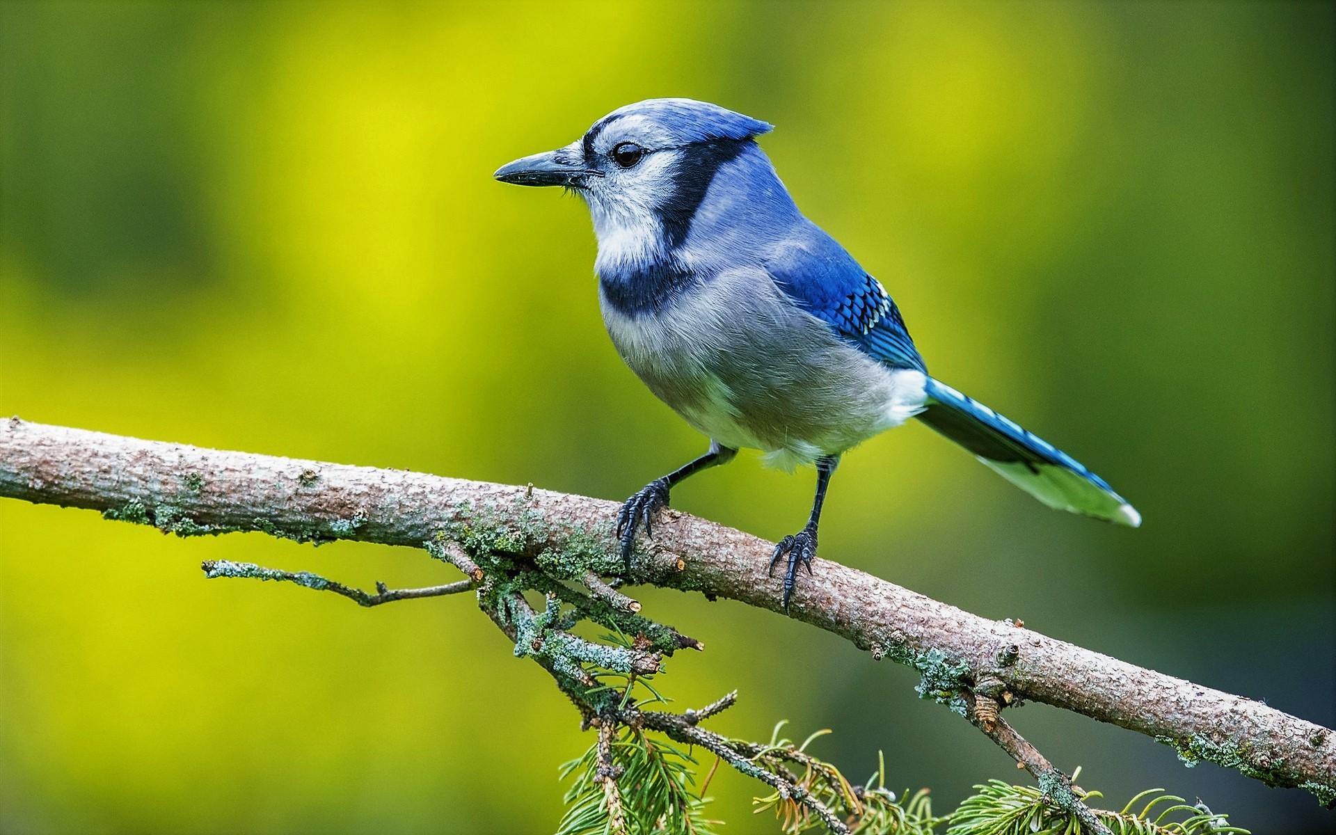 Blue Jay Bird Wallpapers - Top Free Blue Jay Bird Backgrounds