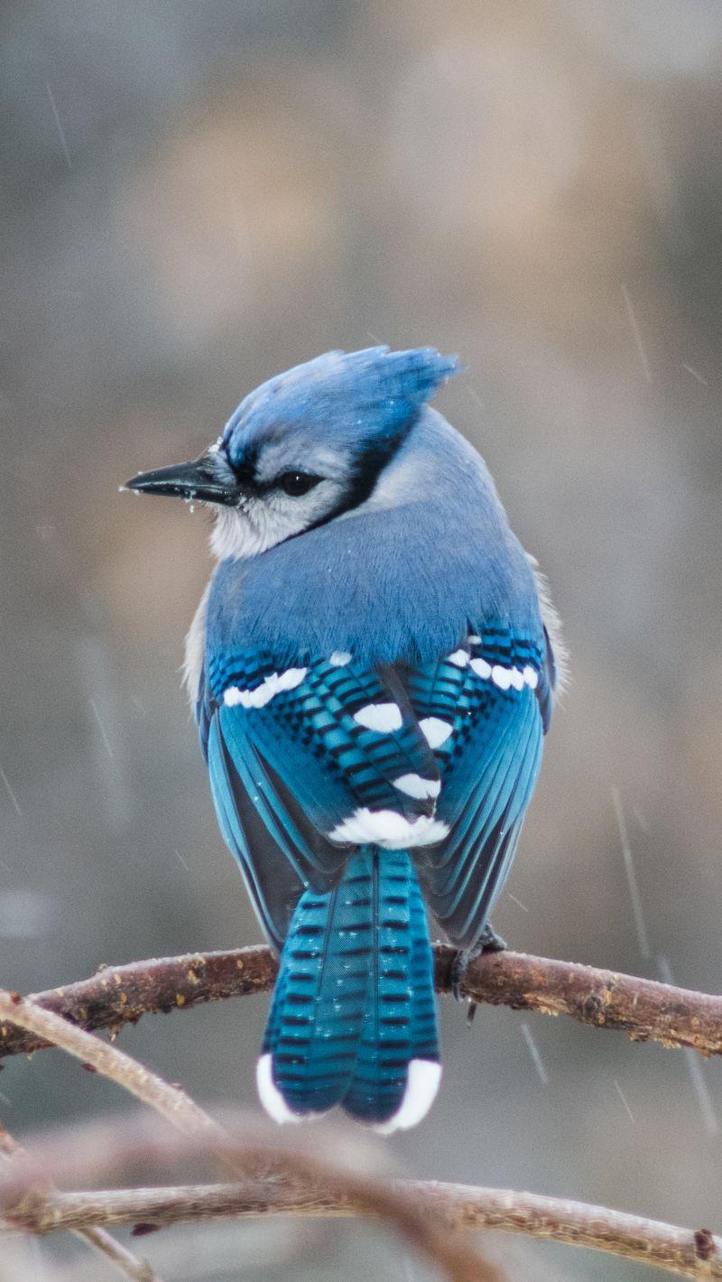 Blue Jay Bird Wallpapers Top Free Blue Jay Bird Backgrounds