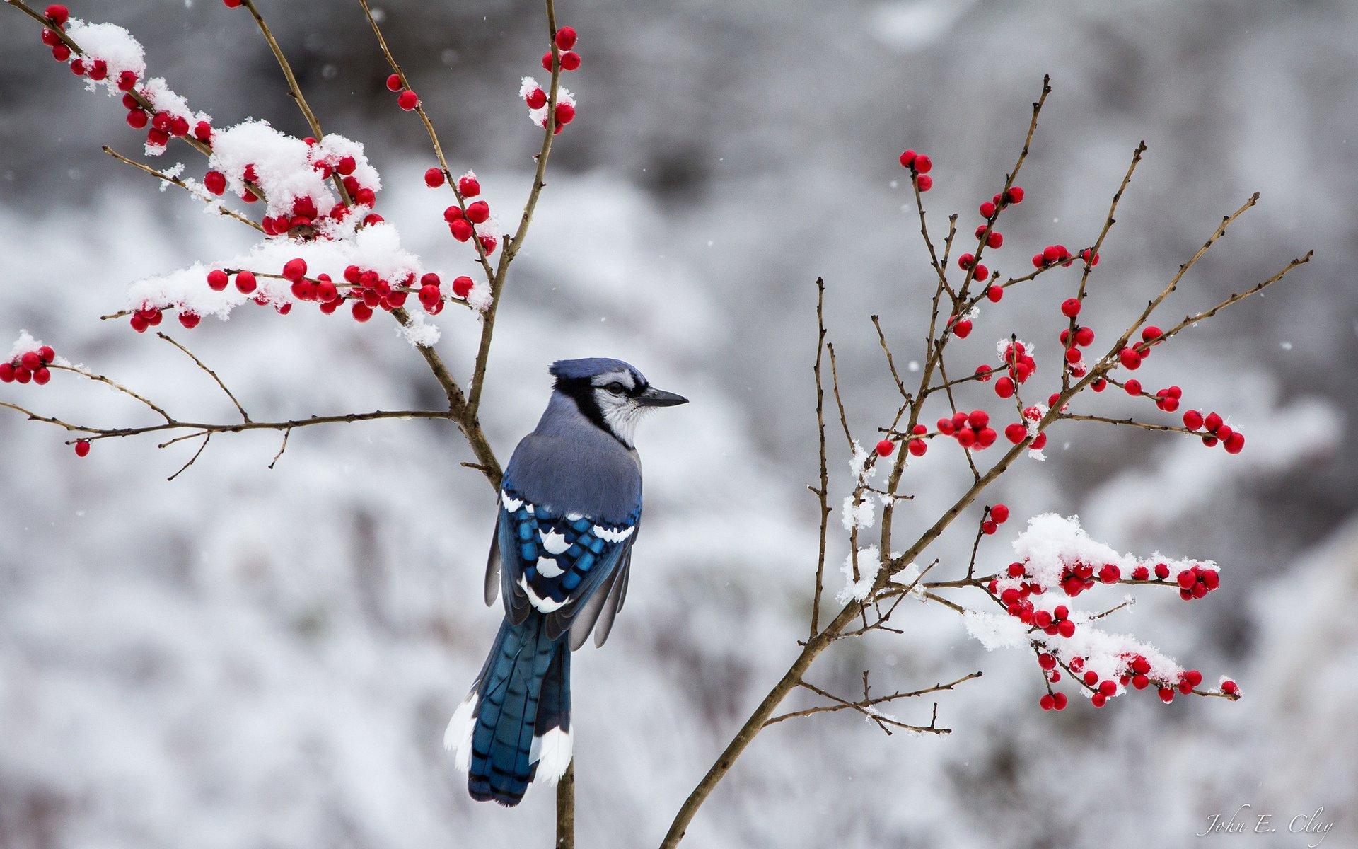1920x1200 berries, Jay, Branch, Winter, Snow, Bird Wallpaper HD / Desktop and Mobile Background