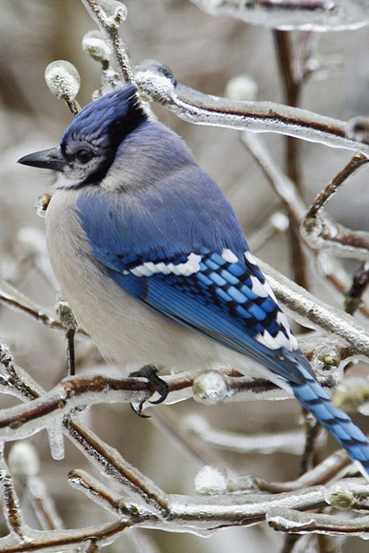 1242x1863 Blue Jay Bird Wallpaper