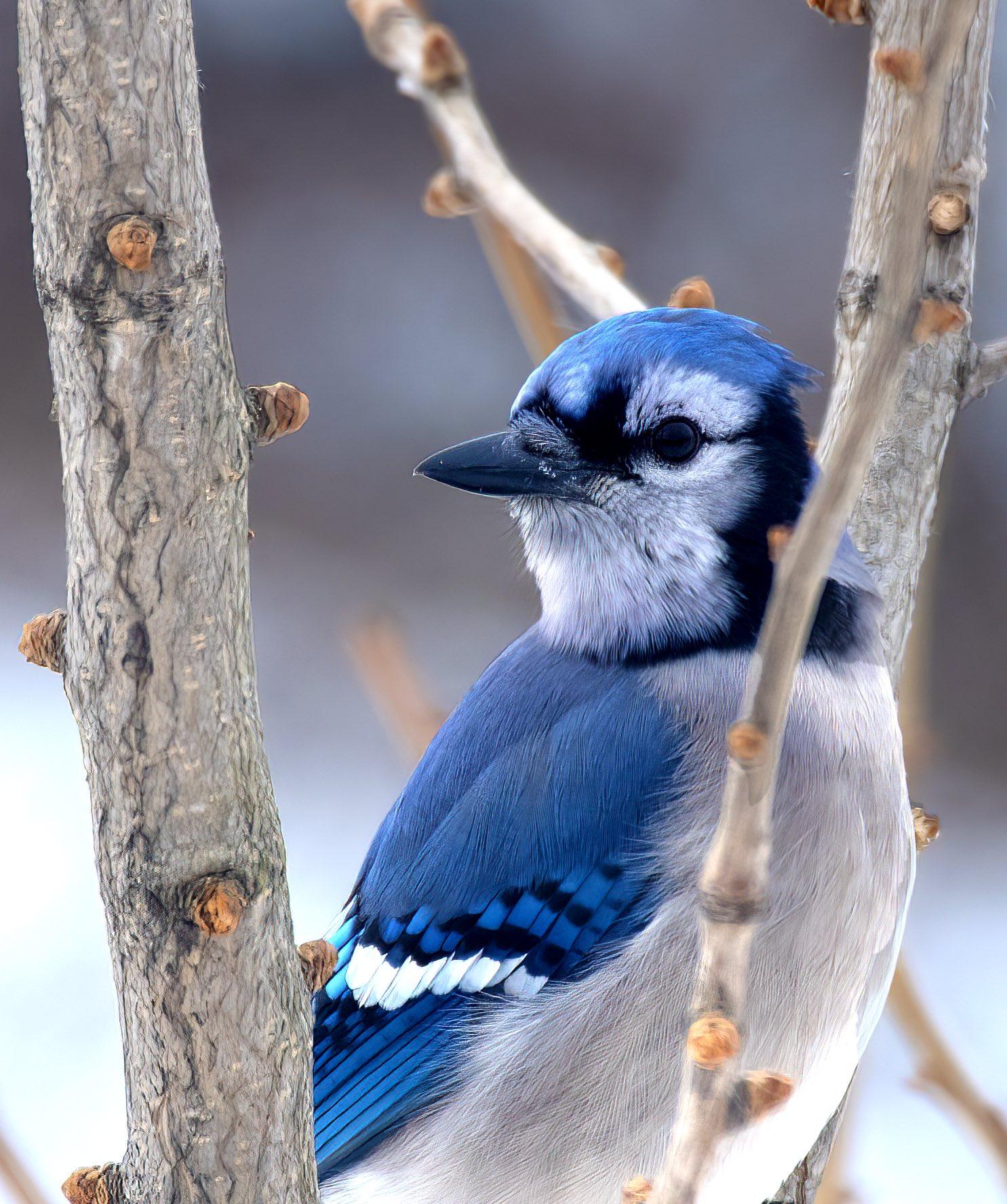 1485x1776 Marc Lachance « Pure Blue, Pure Joy ». Close Up Portrait Of A Beautiful Blue Jay. #Birdwatching #birdsphotography #naturephotography