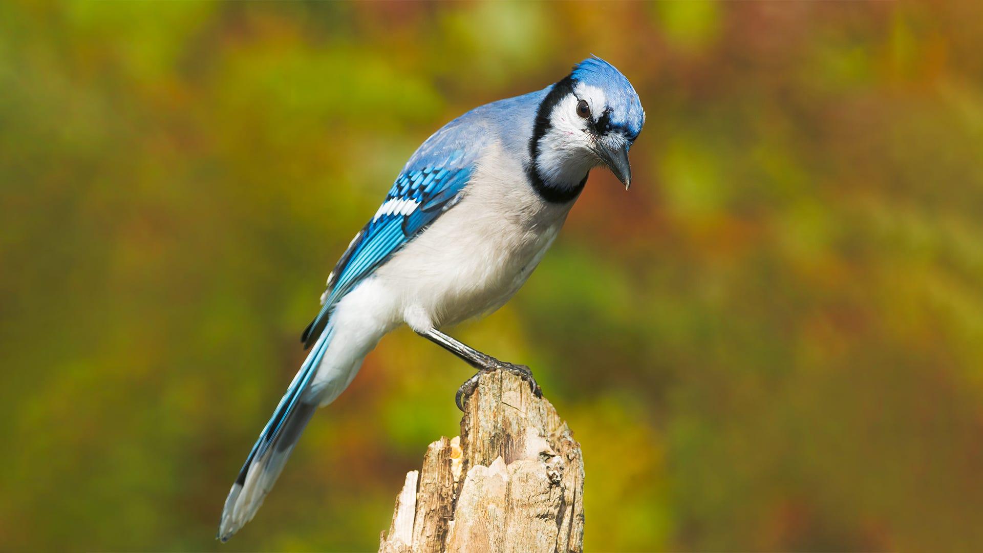 1920x1080 Species Spotlight: Blue Jay
