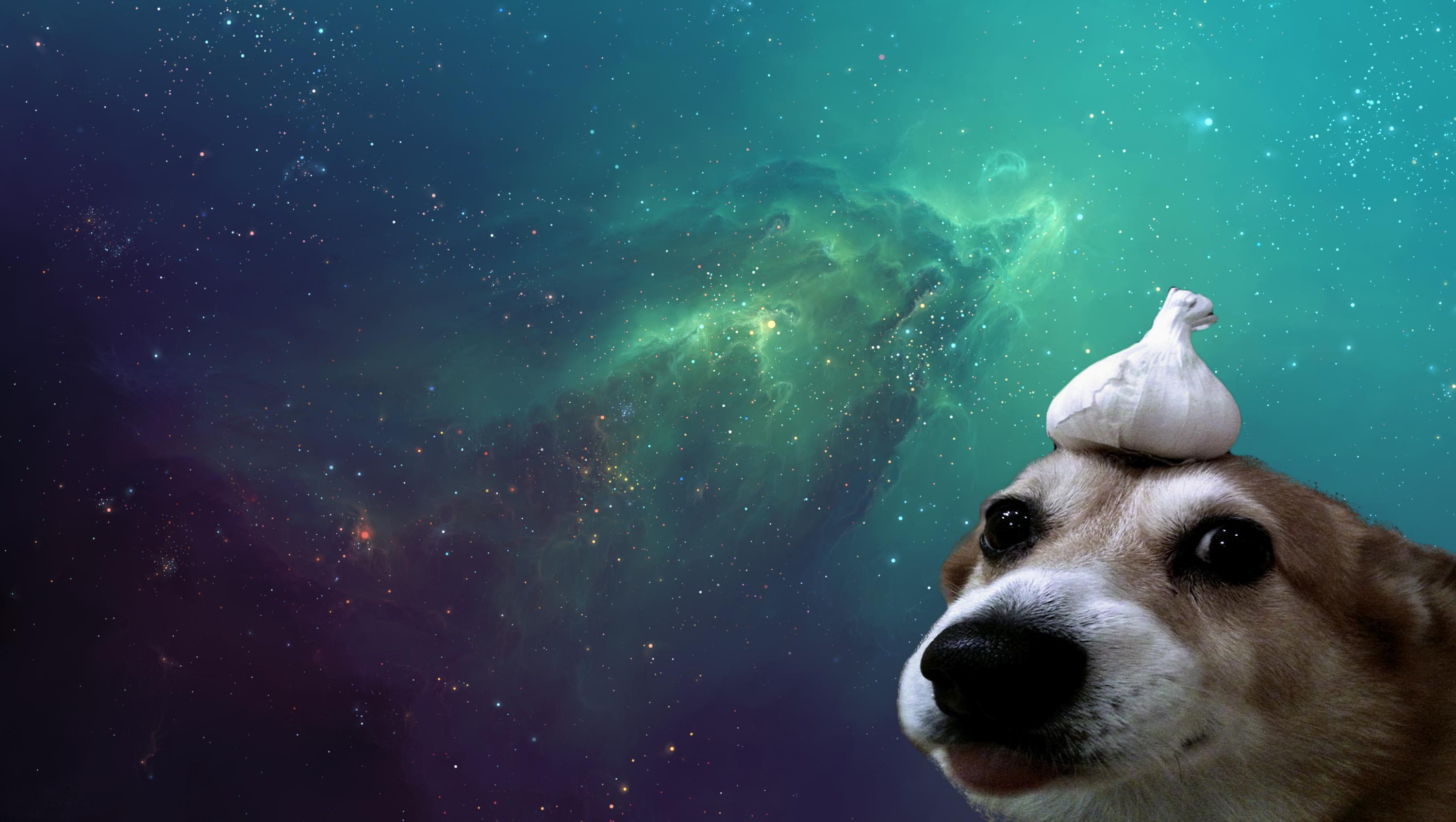 3000x1694 Puppy Memes Wallpaper