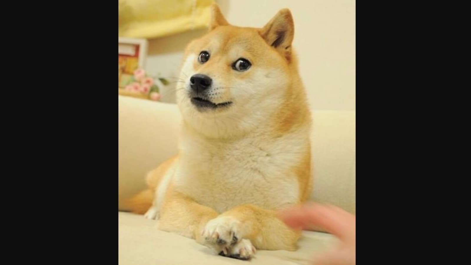 1600x900 The Shiba Inu dog from the doge meme turns celebration post goes viral