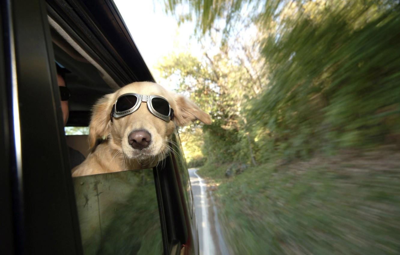 1332x850 Wallpaper dog, train, railway, funny, wind, human, ears, spectacles image for desktop, section собаки