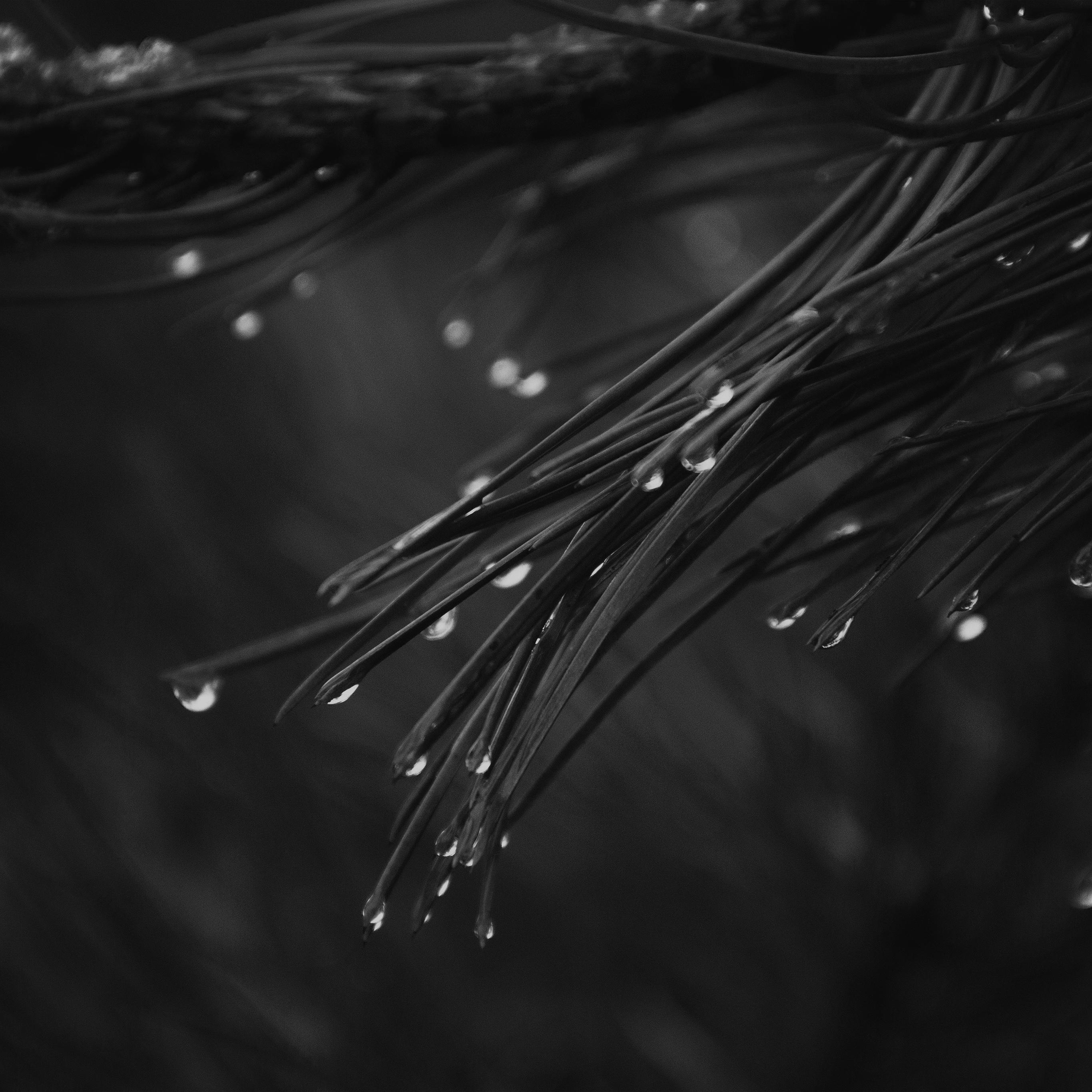2732x2732 Rain Pine Tree Dark Bw Nature Mountain Wallpaper
