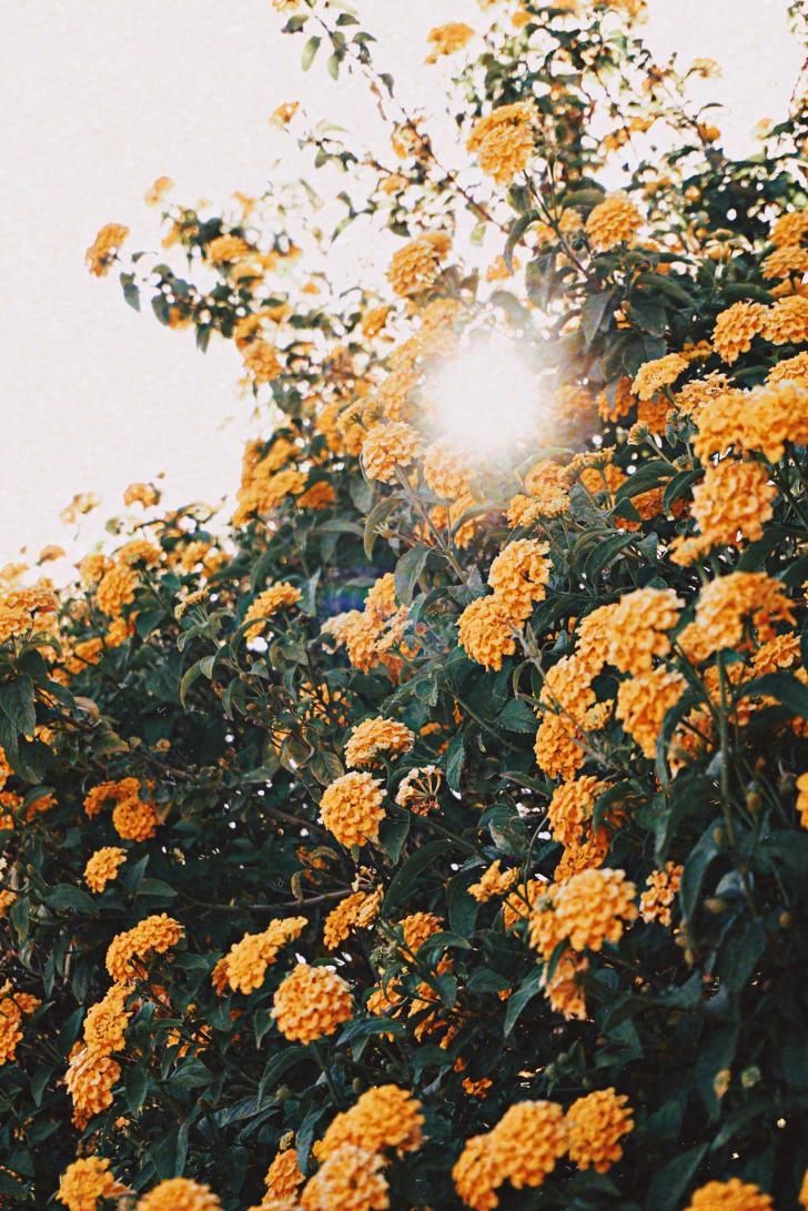 728x1091 Wallpaper HD: Desktop, Wallpaper, Aesthetic, Vsco, Background, Vsco, Aesthetic, Collage