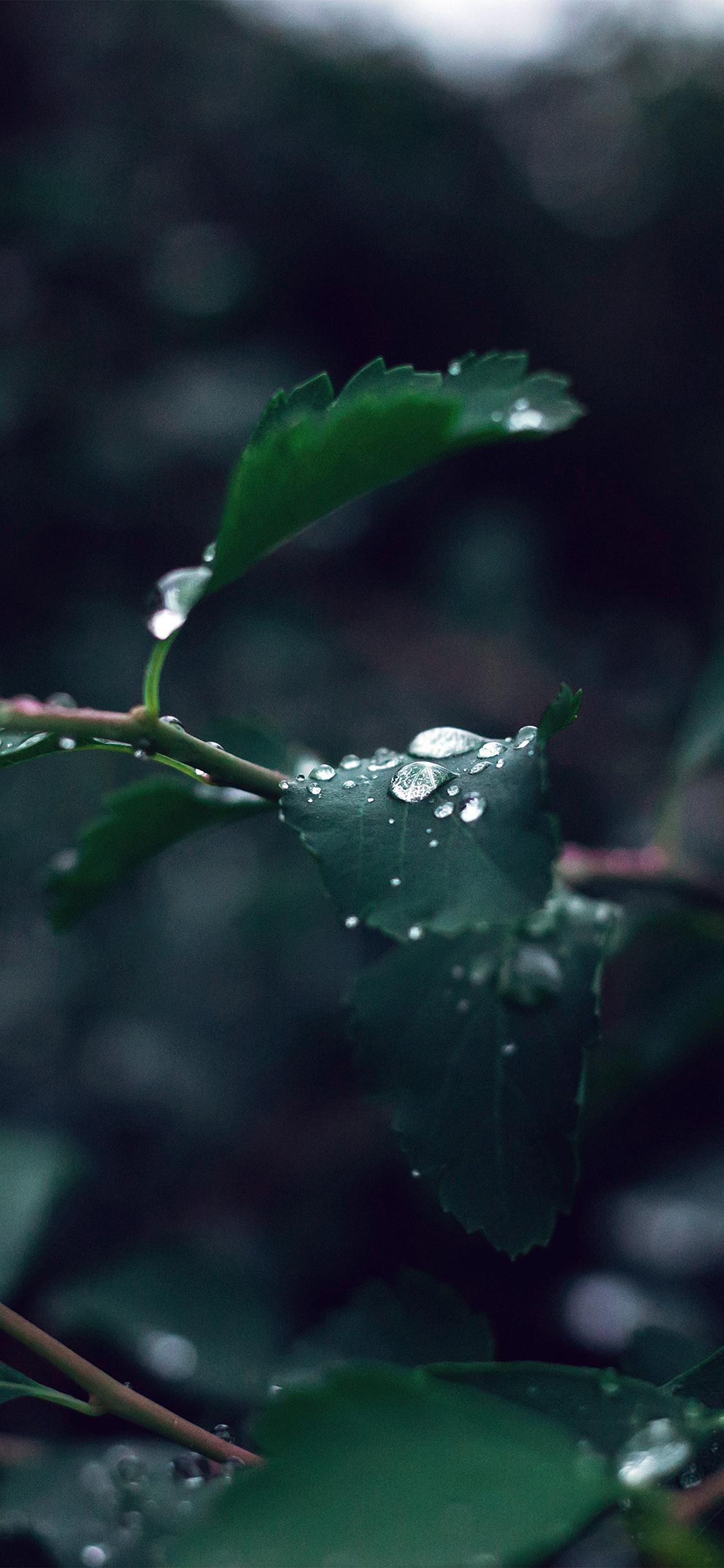 1125x2436 leaf water rain nature green dark
