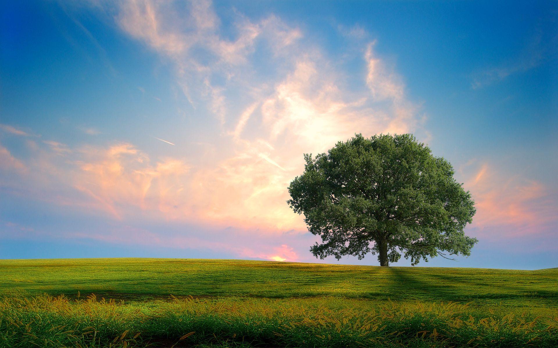 1920x1200 Fresh Nature Wallpaper