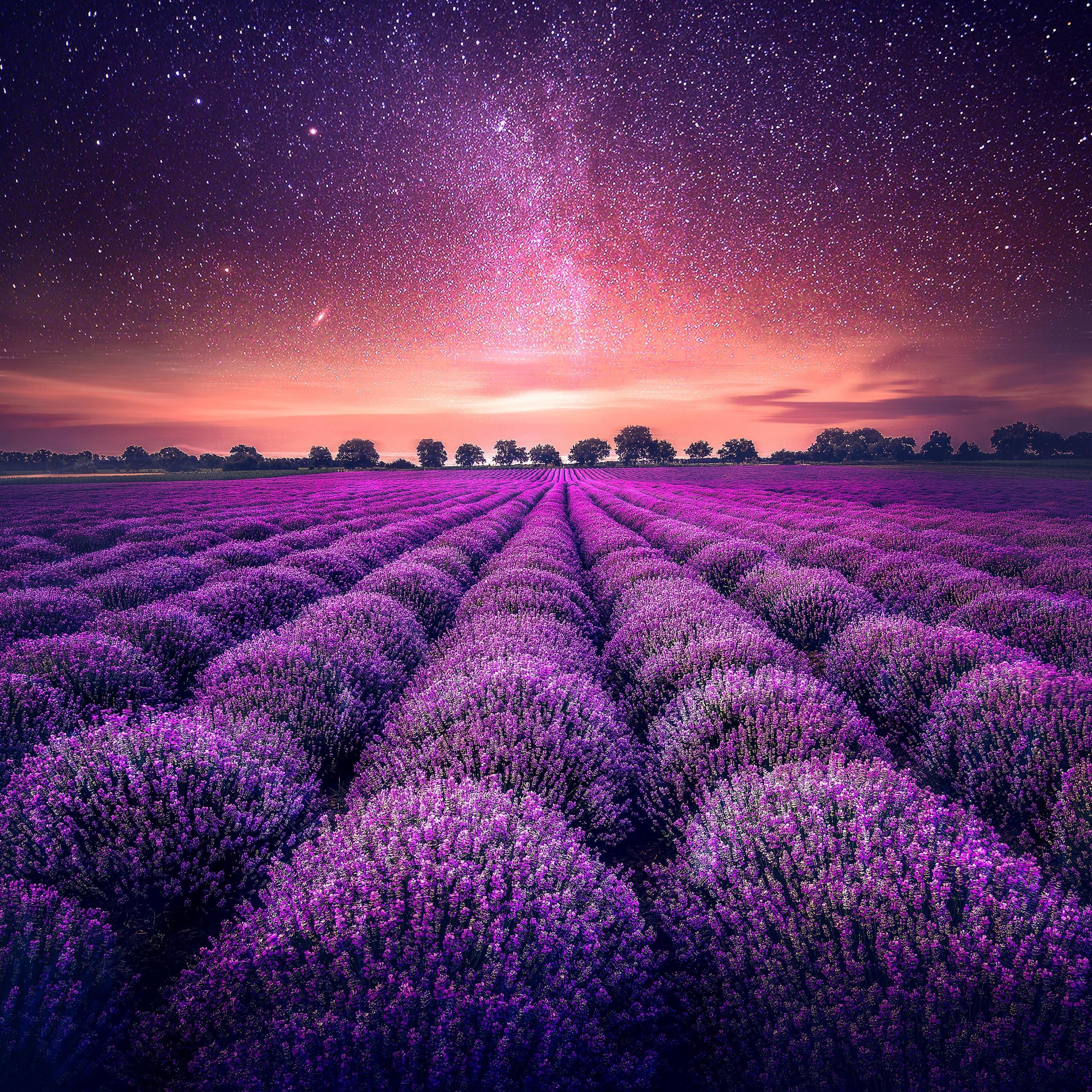 2560x2560 Lavender farm Wallpaper 4K, Lavender fields, Sunset, Starry sky, Dawn, Nature
