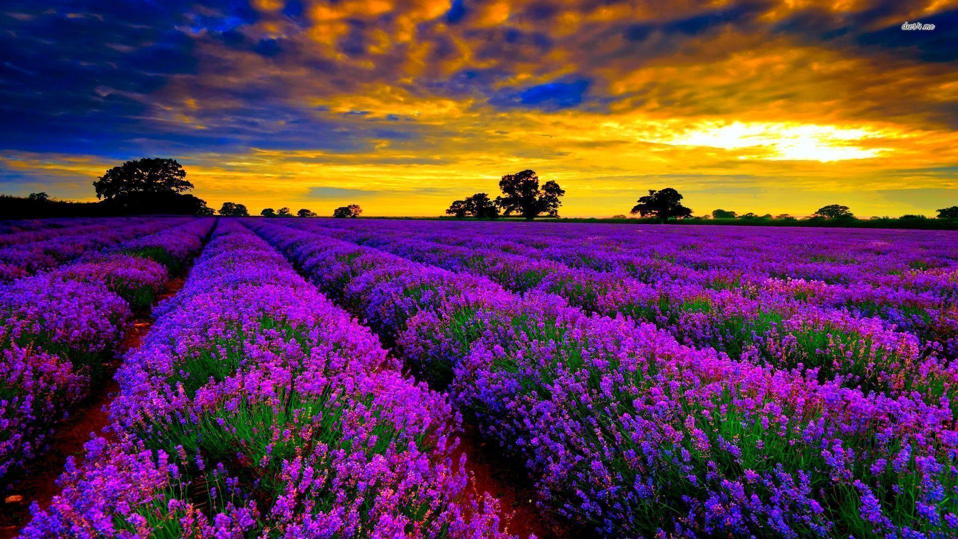 Sunset Lavender Field Wallpapers - Top Free Sunset Lavender Field ...