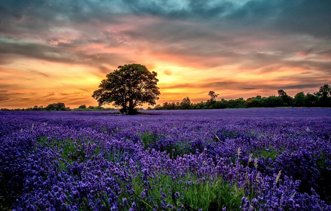 1332x850 Wallpaper Sunset, flowers, Scenery, Lavender, Field image for desktop, section пейзажи