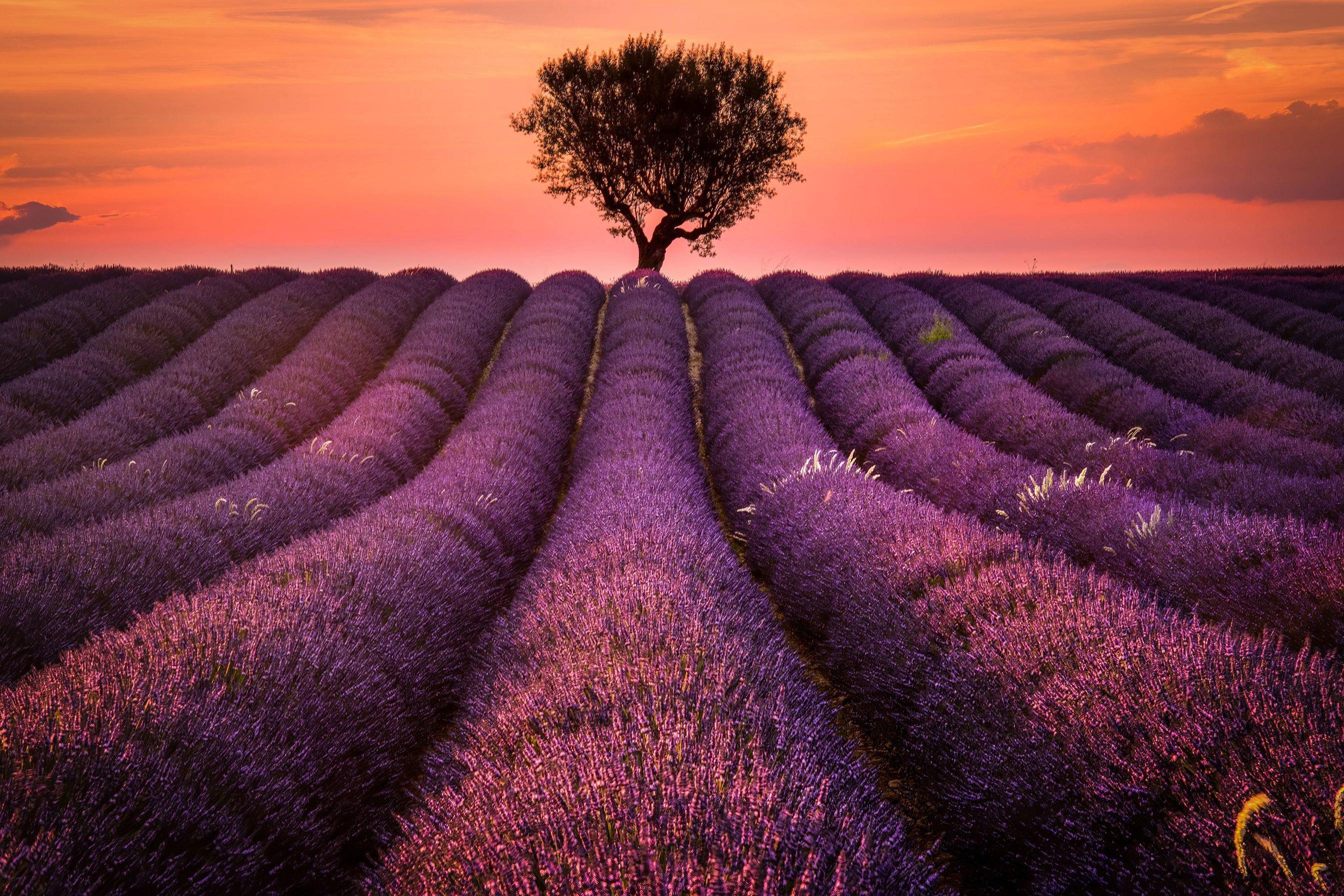 2688x1792 Lavender Field 2932x2932201976 Resolution Wallpaper, HD Nature 4K Wallpaper, Image, Photo and Background