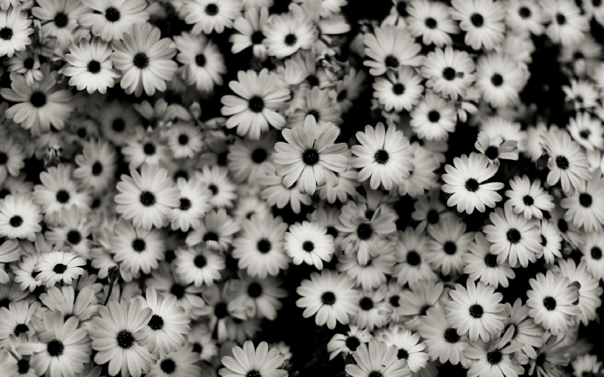 1920x1200 Free download Black And White Flowers Desktop Background Wallpaper [1920x1200] for your Desktop, Mobile & Tablet. Explore White Floral Desktop Wallpaper. White Floral Wallpaper, Blue and White Floral Wallpaper