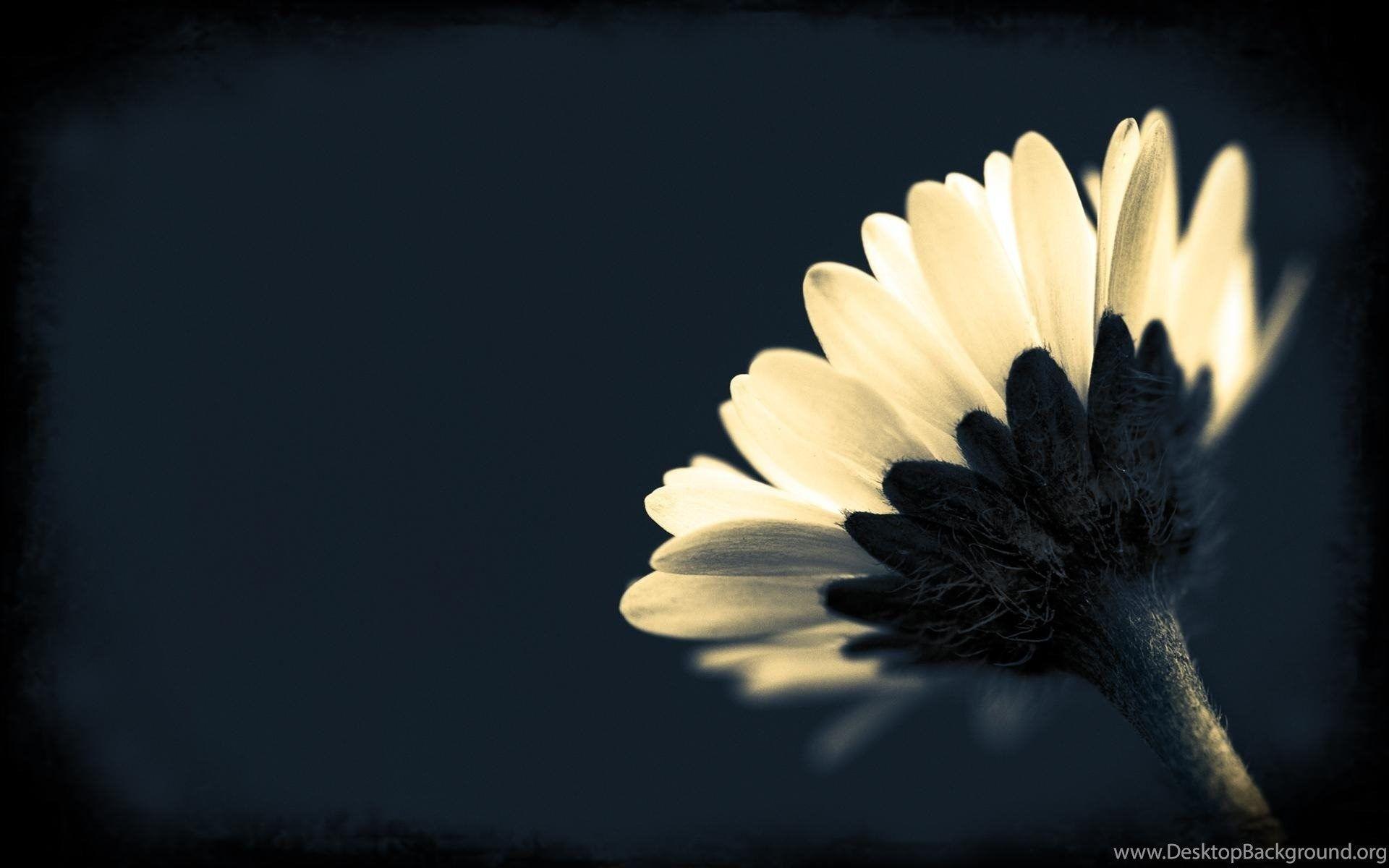 1920x1200 Black And White Flowers Wallpaper