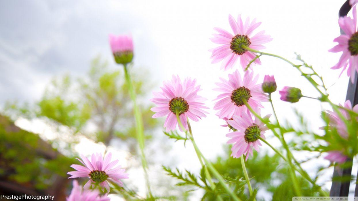 1244x700 Summer flowers pink wallpaperx1080