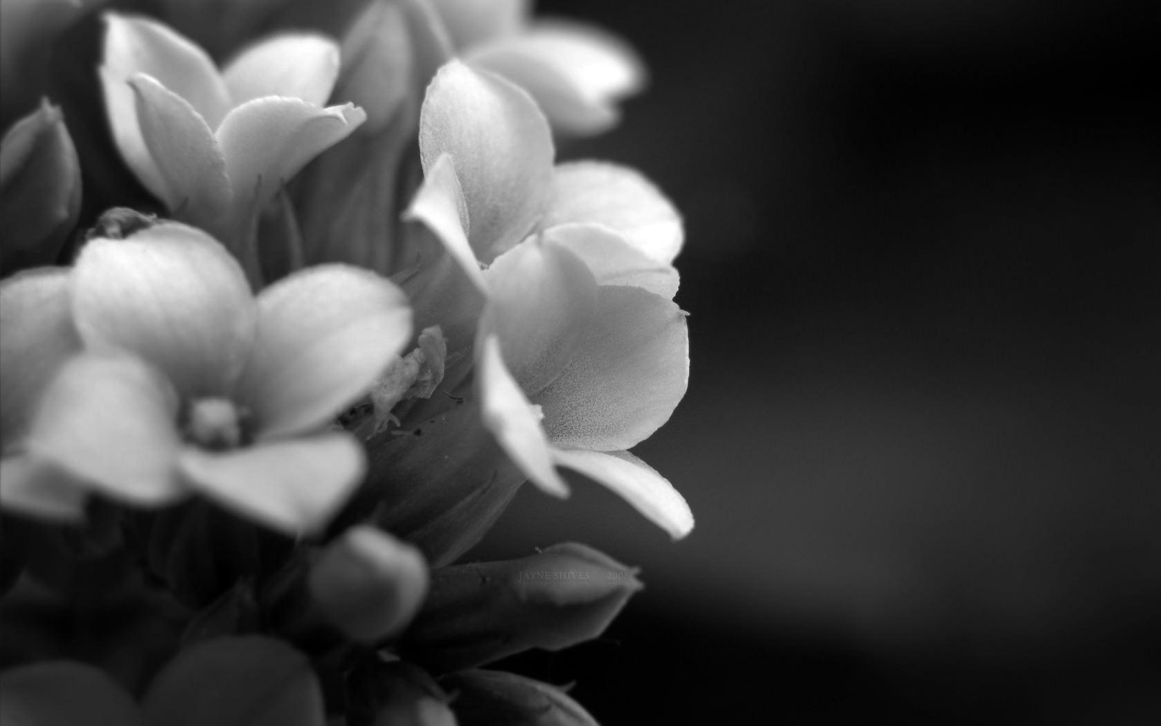 1680x1050 FREE Black & White Floral Wallpaper in PSD
