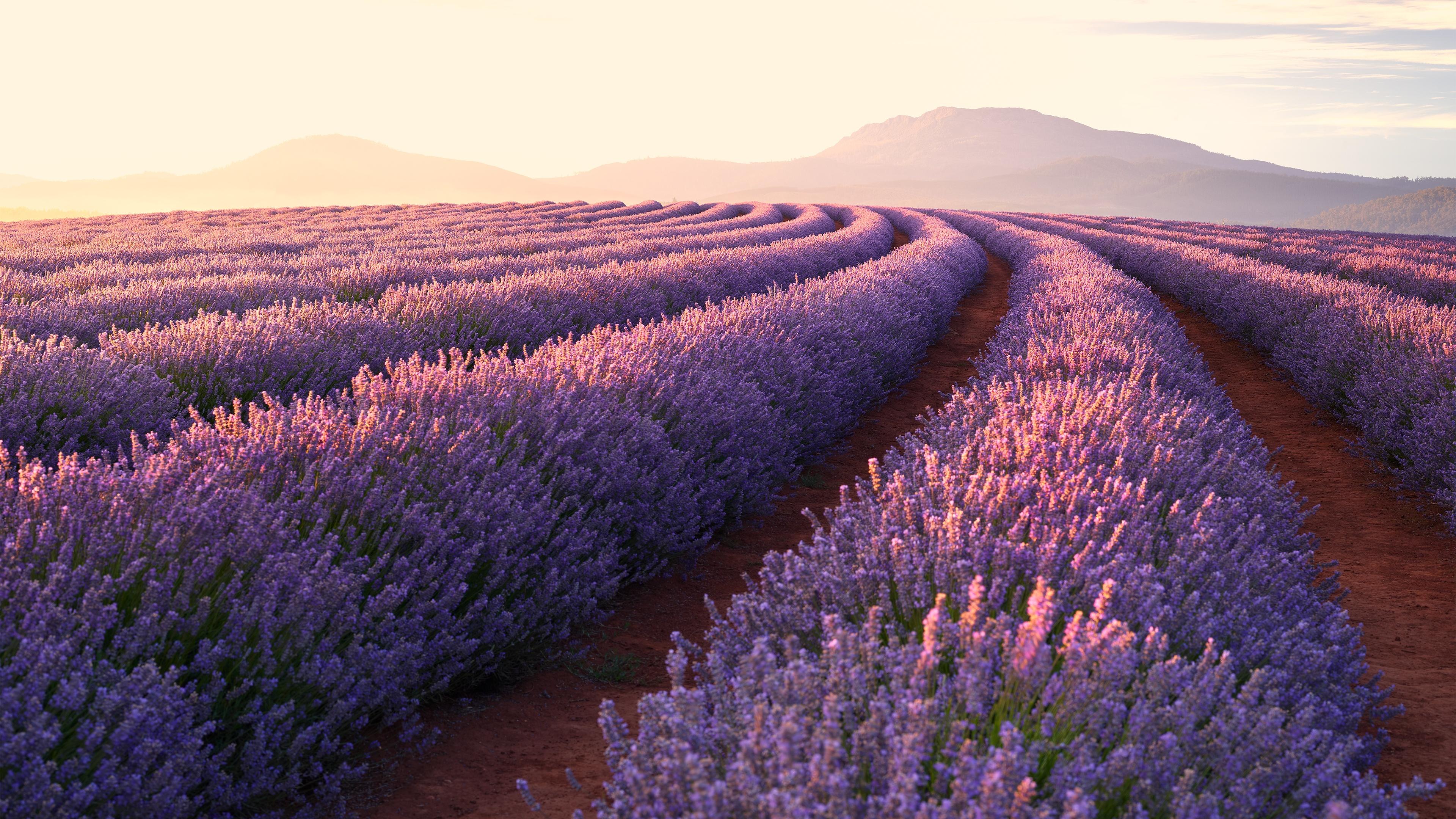 3840x2160 Lavender fields Wallpaper 4K, Lavender flowers, Sunrise, Mountains, Pattern, Nature