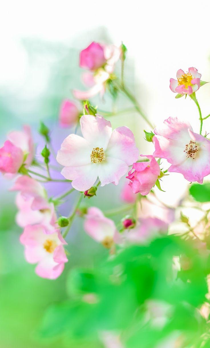 736x1219 Summer, Plants, Blur, Portrait, Flowers, Wallpaper Summer Flower iPhone Wallpaper Flower