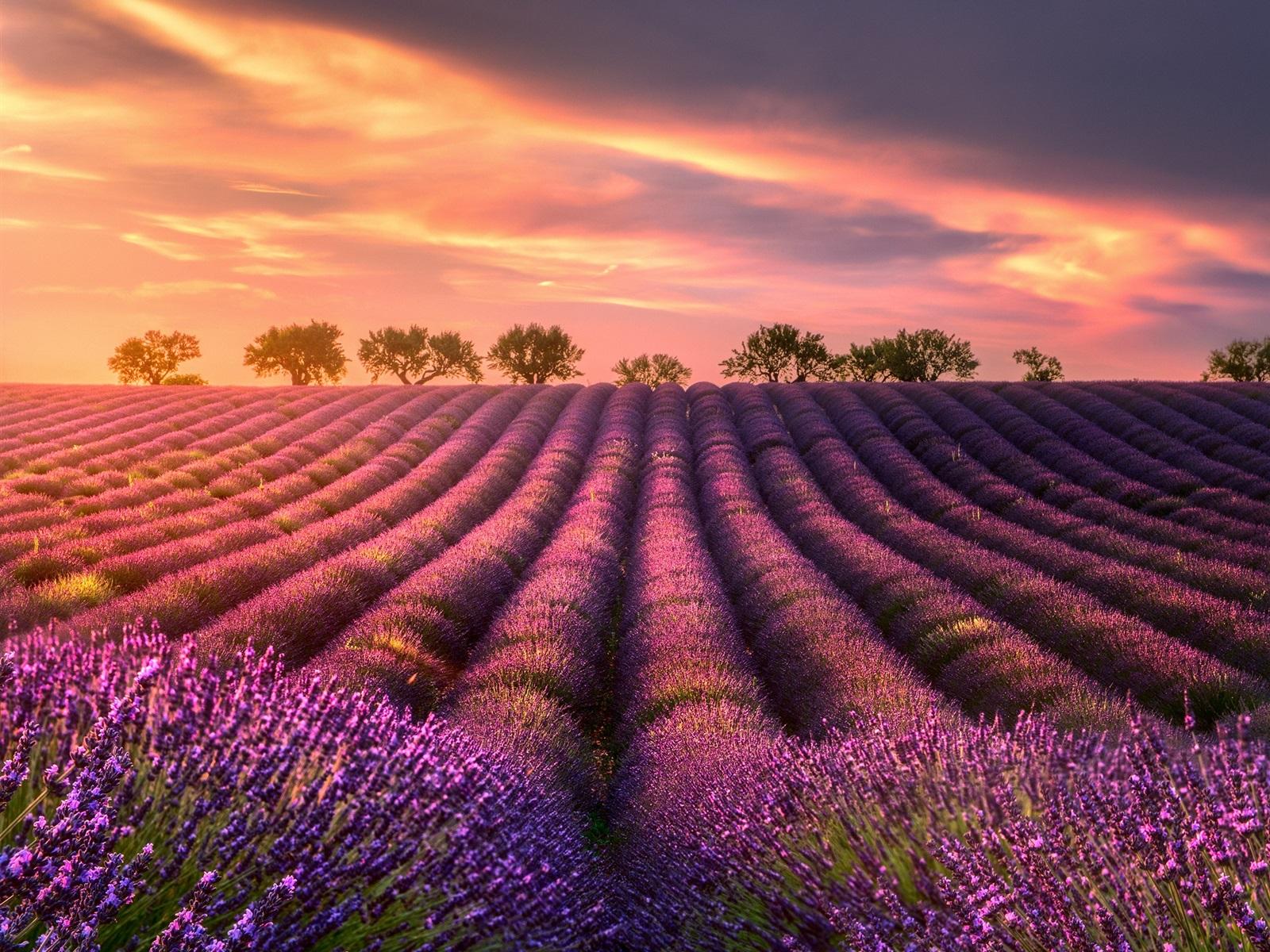 1600x1200 Wallpaper Summer, lavender fields, trees, sunset 1920x1440 HD Picture, Image