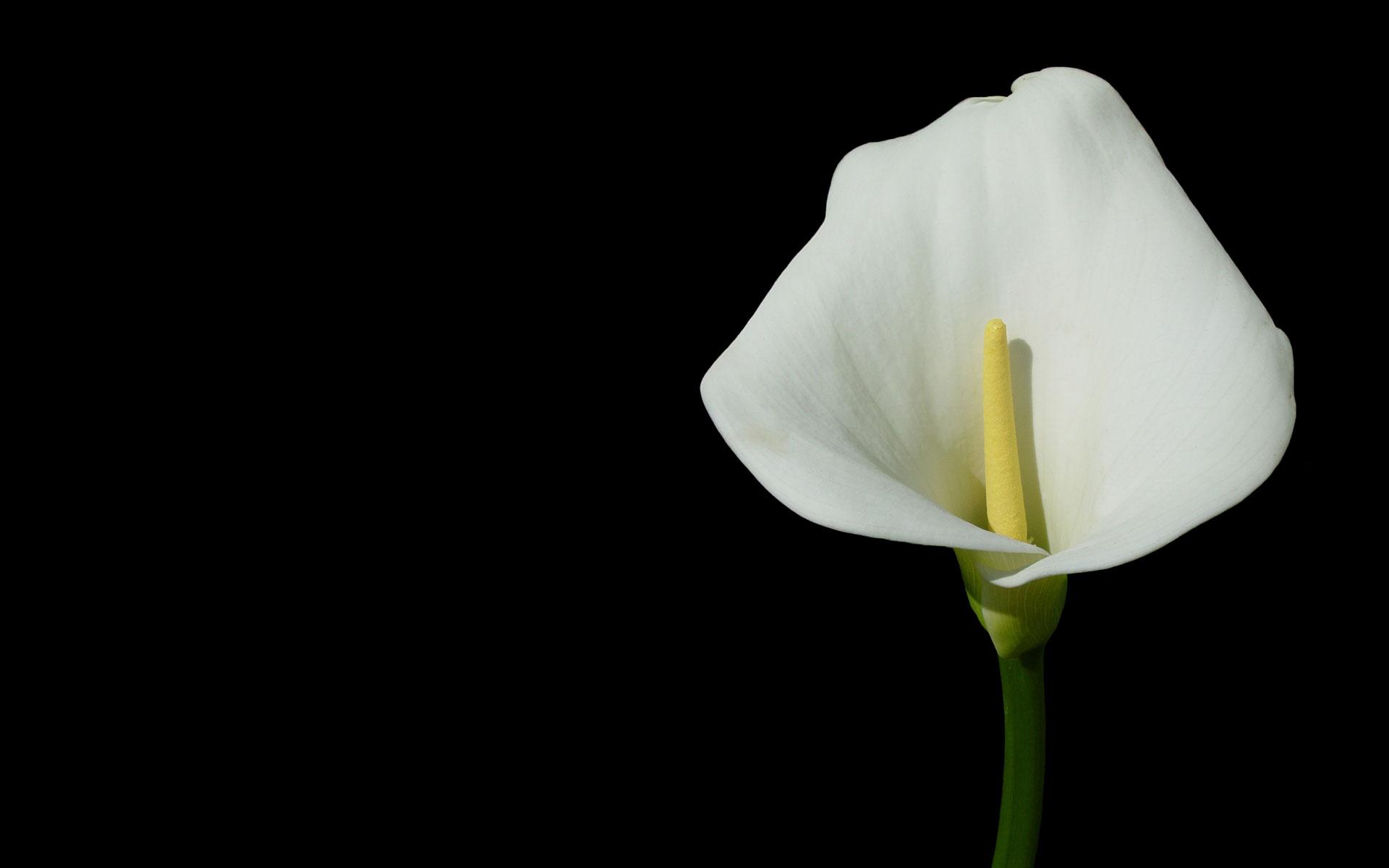 1920x1200 Black And White Flower HD wallpaper