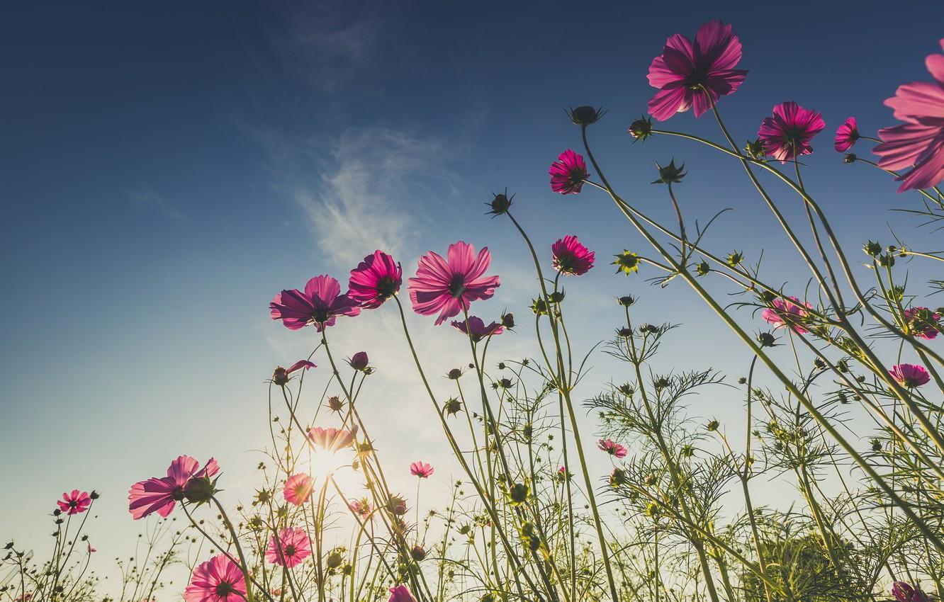 1332x850 Wallpaper field, summer, the sun, flowers, summer, pink, field, pink, flowers, cosmos image for desktop, section цветы