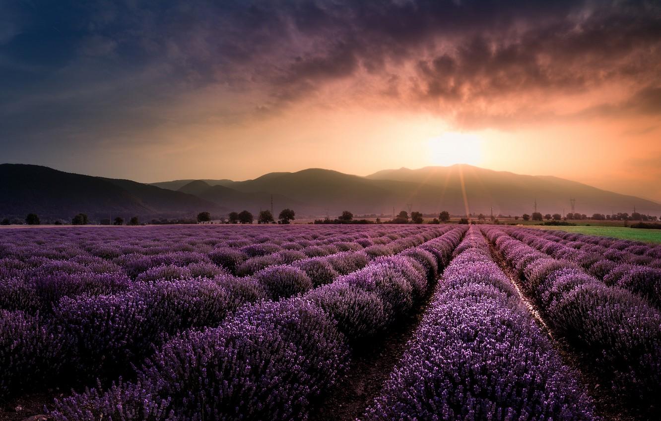 1332x850 Wallpaper field, the sun, sunset, flowers, mountains, lavender, lavender field image for desktop, section пейзажи