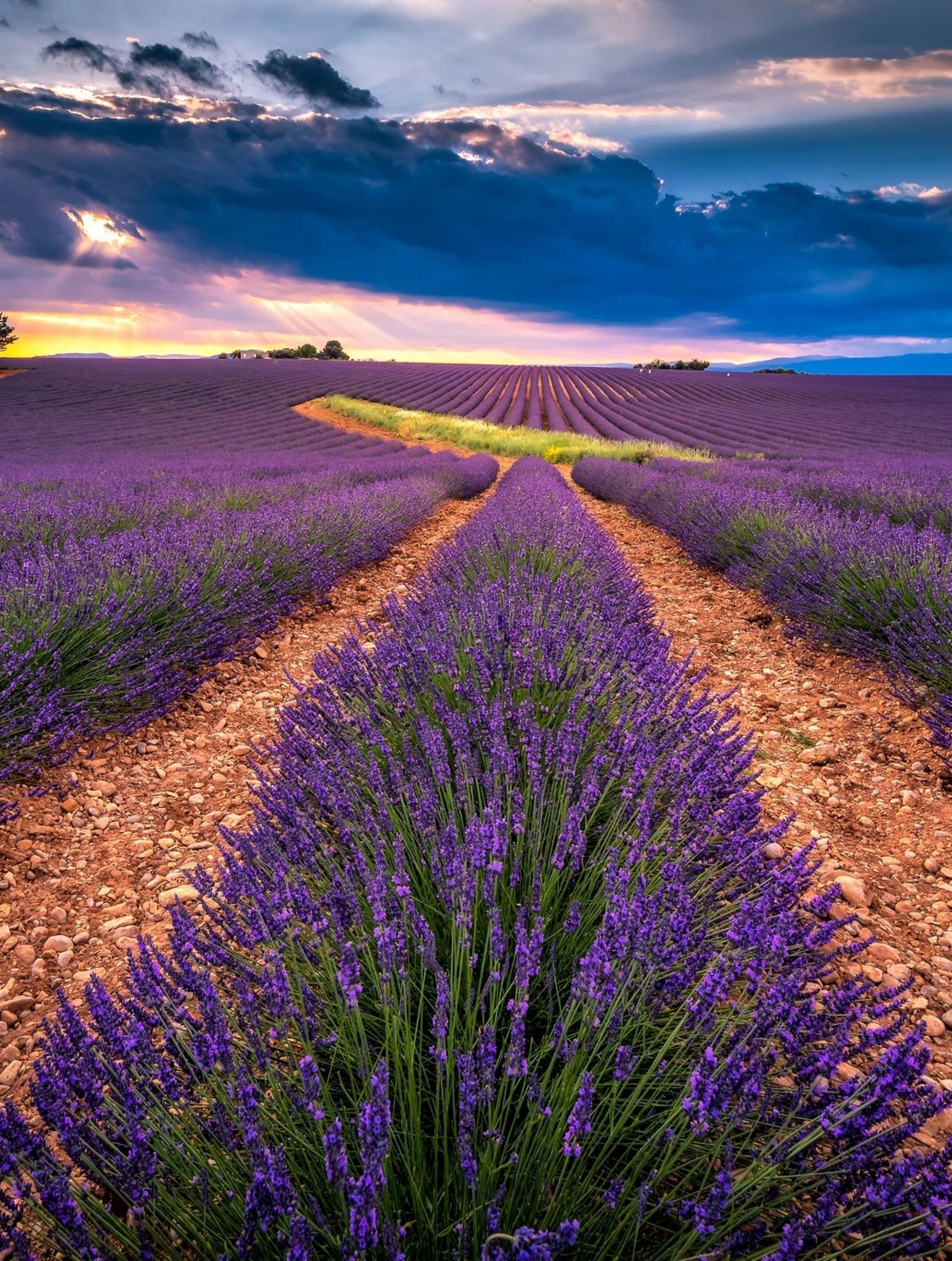 Sunset Lavender Field Wallpapers - Top Free Sunset Lavender Field ...